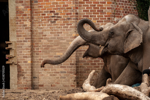 Photography Pair of elephants - zoo