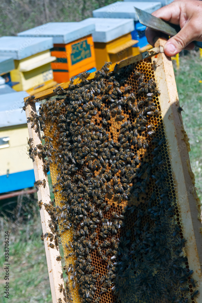 A beekeeper holds a frame with bees in his hands and controls the swarm of bees A beekeeper holds a frame with bees in his hands and controls the swarm of bees