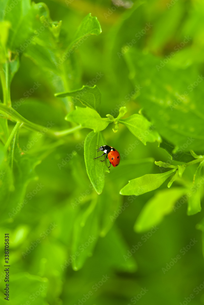 Fototapeta premium Ladybug on a leaf