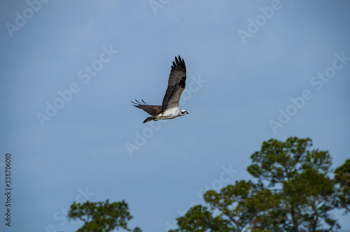 Osprey in flight