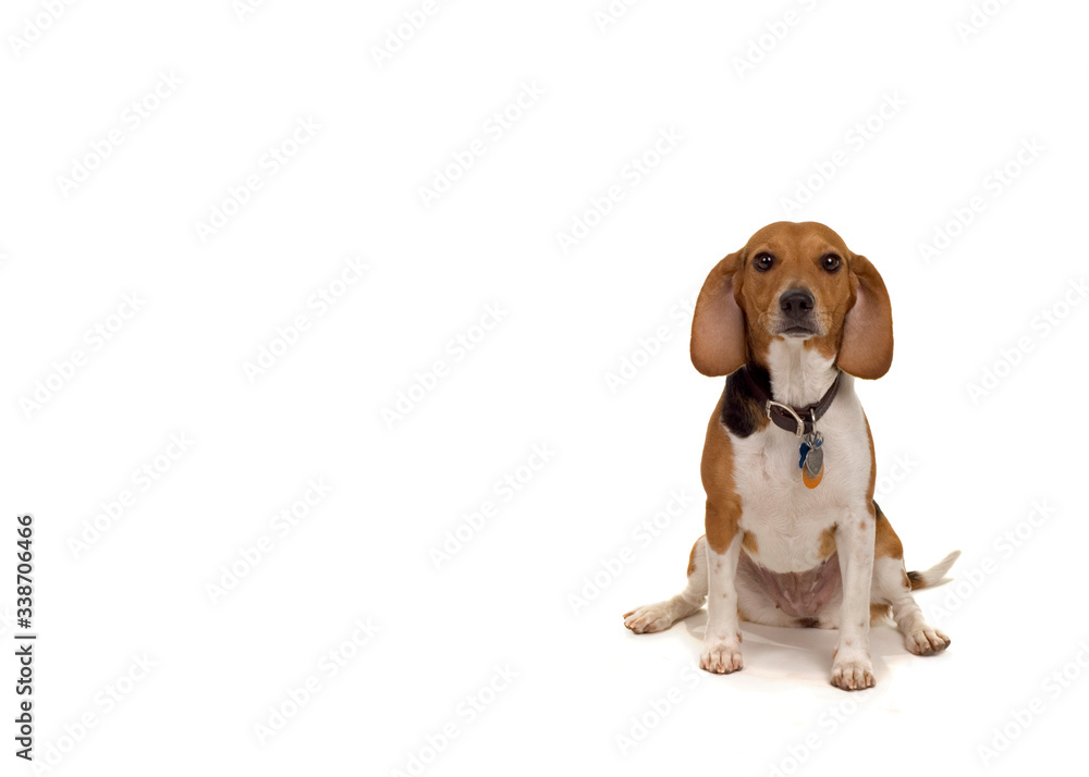 Lone Beagle