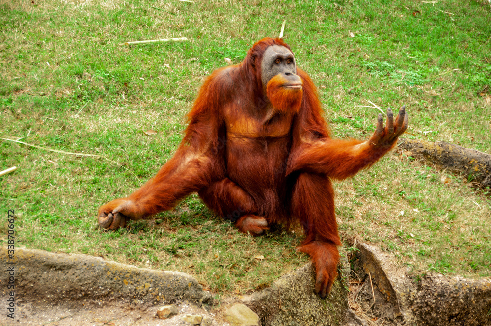 Naklejka premium Sumatran Orangutan