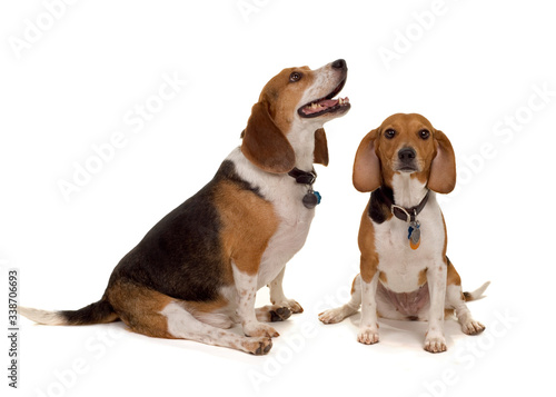 Pair of Pups