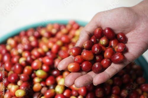 harvest coffee fruits