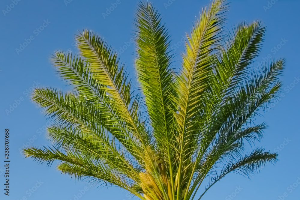 Stylish silhouette of palm tree on sky background