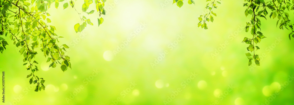 Fototapeta premium birkenblätter rahmen auf abstraktem frühlingshintergrund