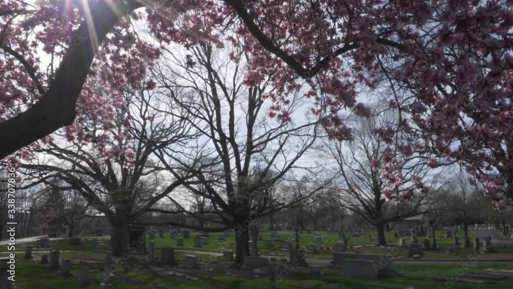SLOW MOTION (48FPS): Tilting down from a beautiful magnolia tree with big pink flowers blossoming to an old cemetery on a beautiful day SLOW MOTION (48FPS): Tilting down from a beautiful magnolia tree with big pink flowers blossoming to an old cemetery on a beautiful day