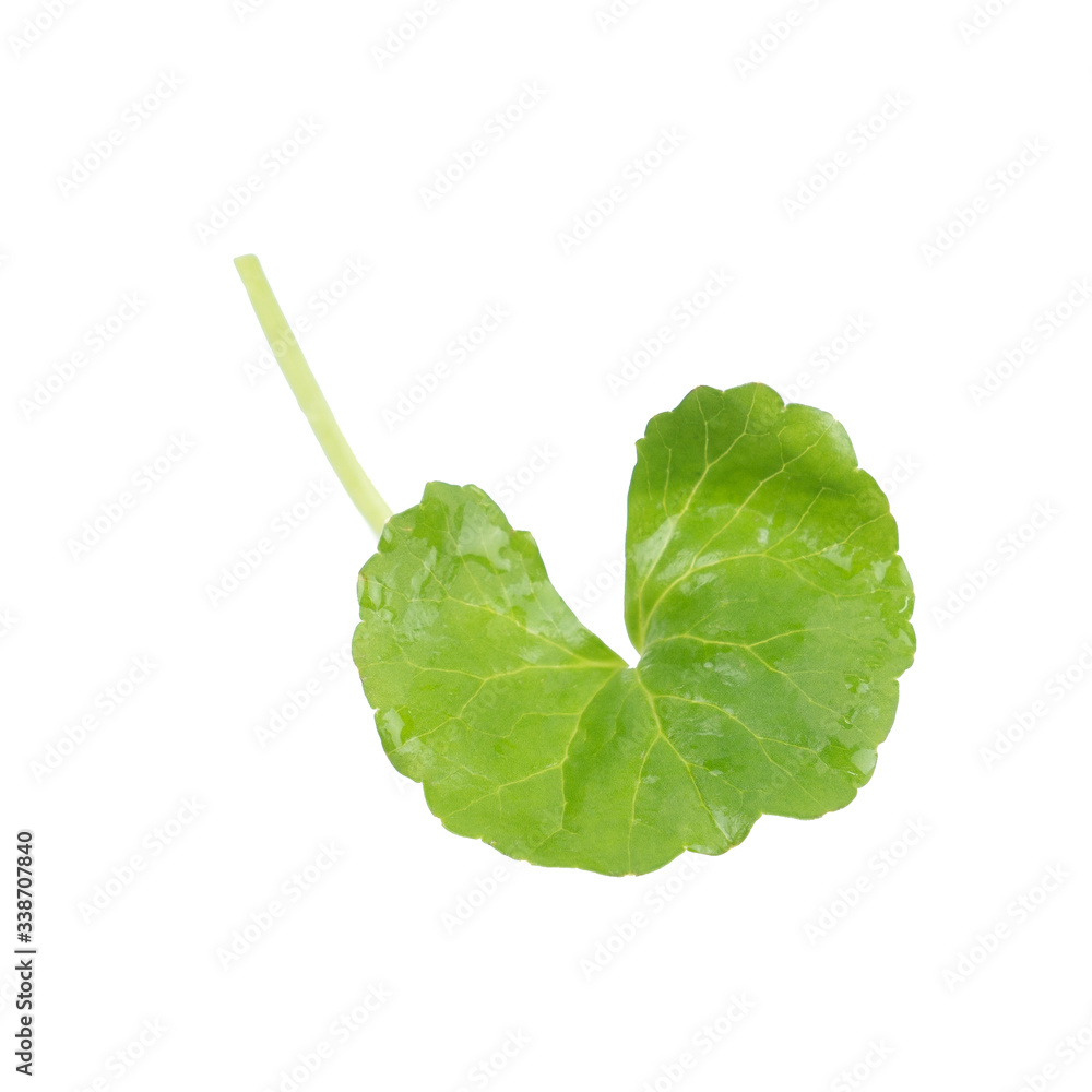 Asiatic Leaf Herb gotu kola, indian pennywort, centella asiatica, tropical herb isolated on white background. ayurveda herbal medicine inhibited or slowed growth of cancer cells Help prevent cancer