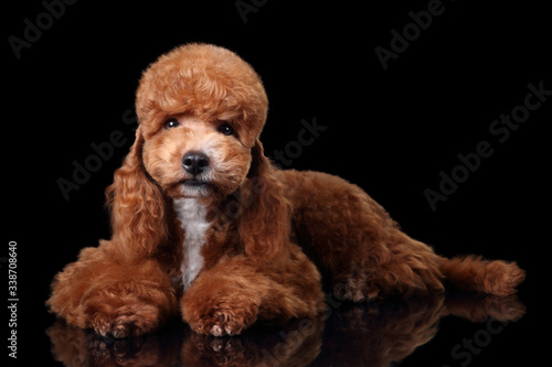 Cute poodle puppy lying on a black background, curly red-haired puppy