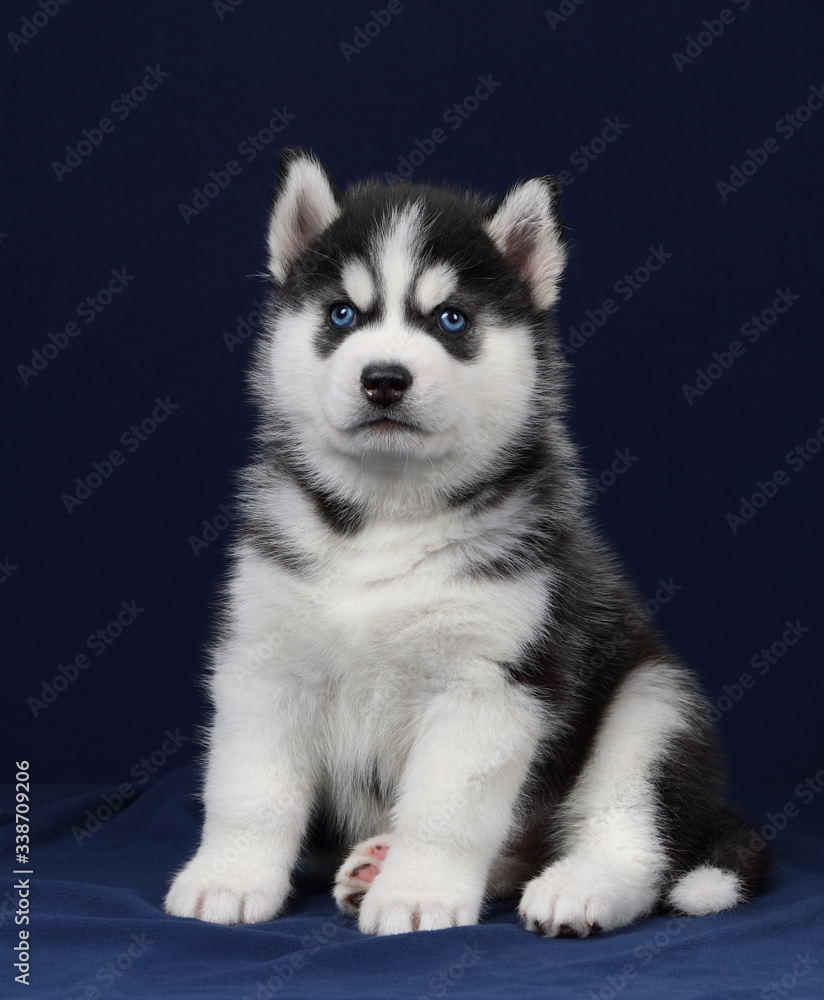 Cute little siberian husky puppy on blue background Cute little siberian husky puppy on blue background