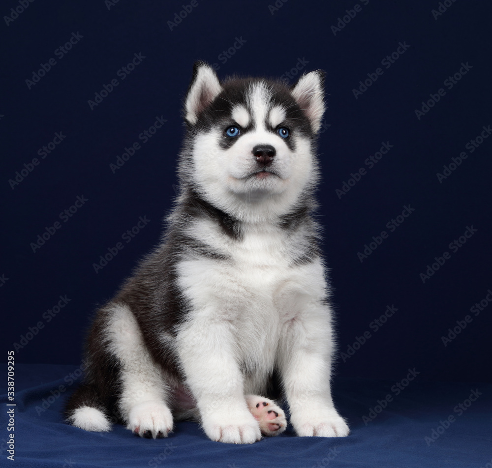 Cute little siberian husky puppy on blue background