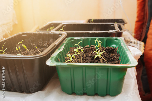 growing seedlings at home under bright light in plastic containers. Sprouted seeds are young photo