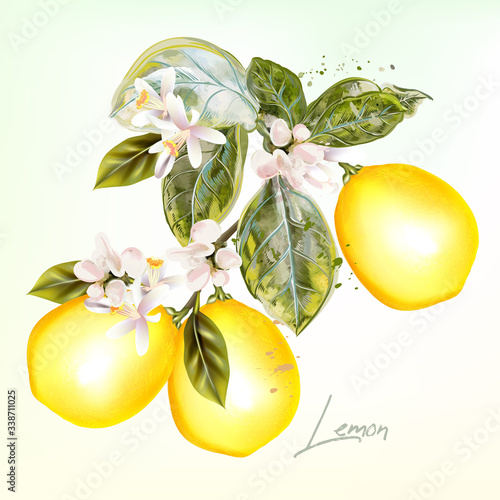 Botanical vector illustration with lemon and flowers in vintage style