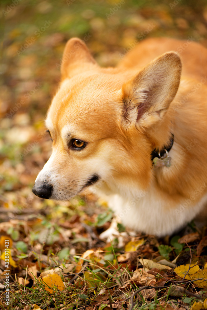 Cutest red-haired welsh corgi Pembroke Cutest red-haired welsh corgi Pembroke