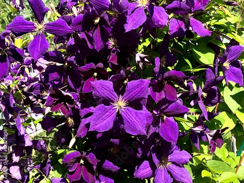 Inflorescences of purple clematis in the garden