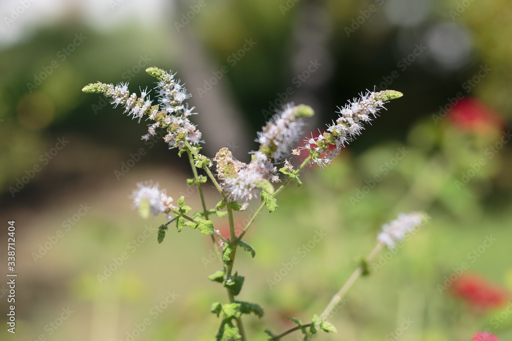 Group of Actaea racemosa Flowers: White Efflorescence Group of Actaea racemosa Flowers: White Efflorescence