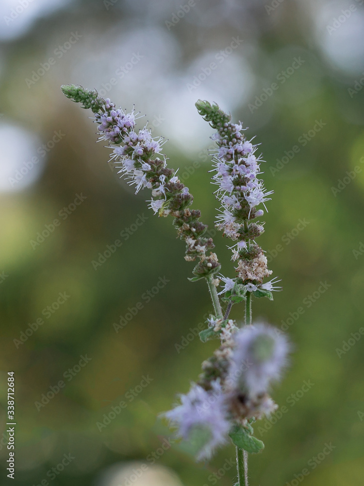 Group of Actaea racemosa Flowers: White Efflorescence Group of Actaea racemosa Flowers: White Efflorescence