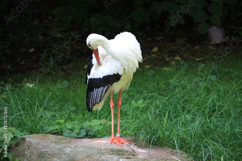 Klapperstorch photo