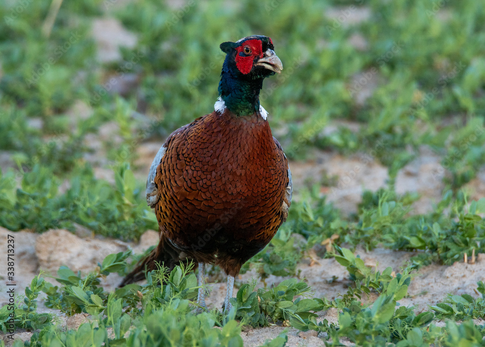 Fototapeta premium male pheasant in mating robe