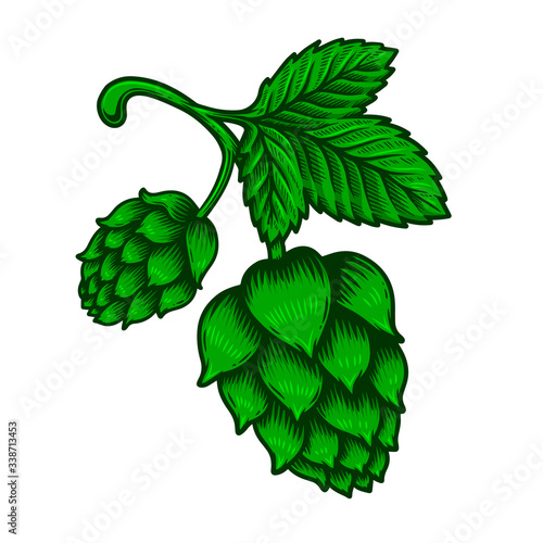 illustration of branch of beer hop in engraving style. Design element for poster, label, sign, emblem, menu. Vector illustration