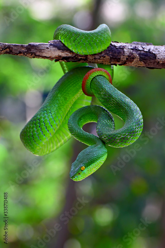 trimeresurus insularis, blue insularis viper snakes