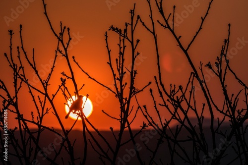 sunset blackbird bird branche red tree