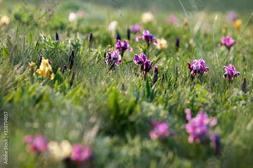 Wild violet iris flower growing in nature, summer seasonal floral sunny background
