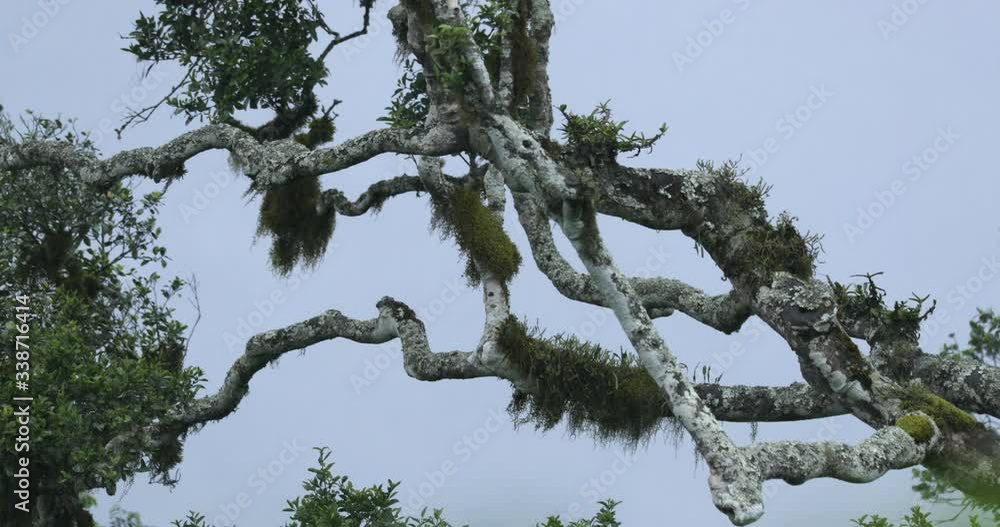 High Angle Rain falling on Spanish Moss hanging from tree. High Angle Rain falling on Spanish Moss hanging from tree.