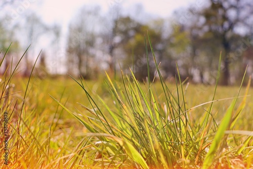 grass in the wind