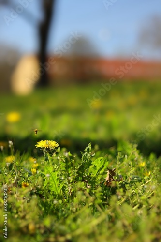 green moss on the grass flying bee over a yellow 