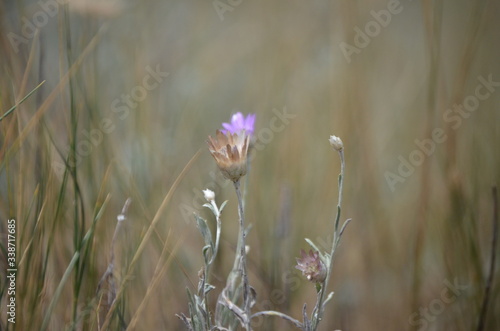 wild flowers in the field