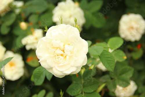 white rose in garden
