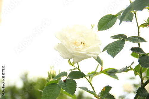 white rose on white background