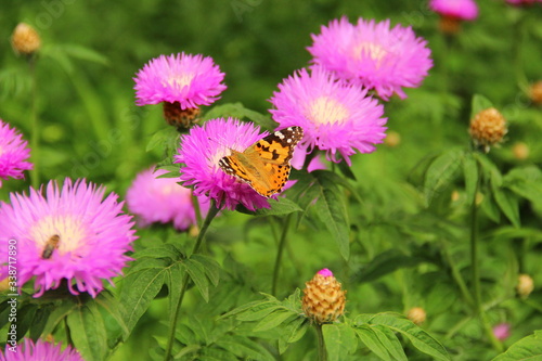 pink flowers in the garden