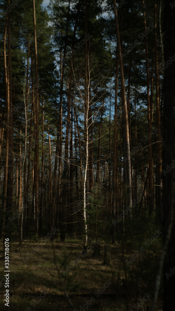 Fototapeta premium spring nature trees blooming flowers pine lake Russia middle lane water reservoir gardens sky clouds