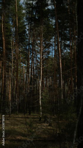 spring nature trees blooming flowers pine lake Russia middle lane water reservoir gardens sky clouds