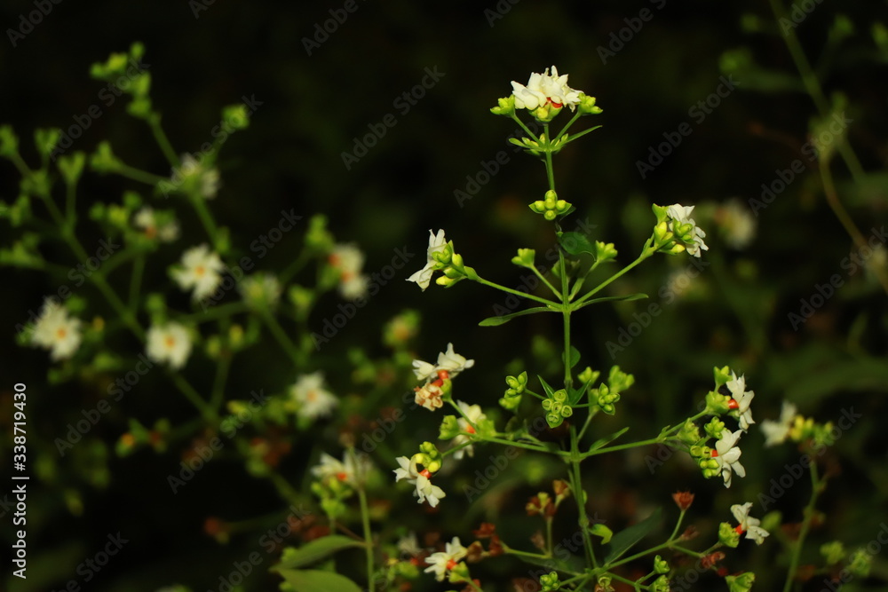 Fototapeta premium Flowers at night