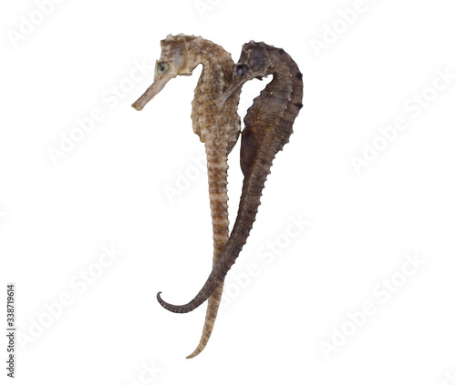 Two seahorses isolated on white background