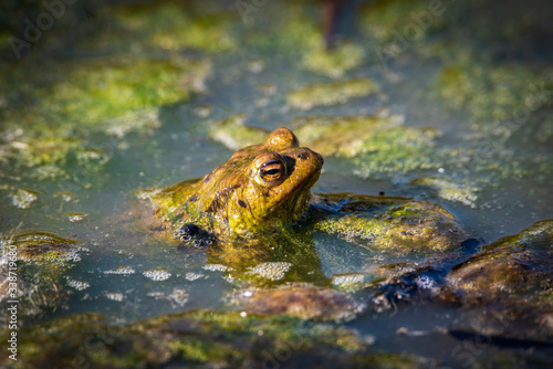 common toad - (Bufo bufo), Czech Republic © milanvachal