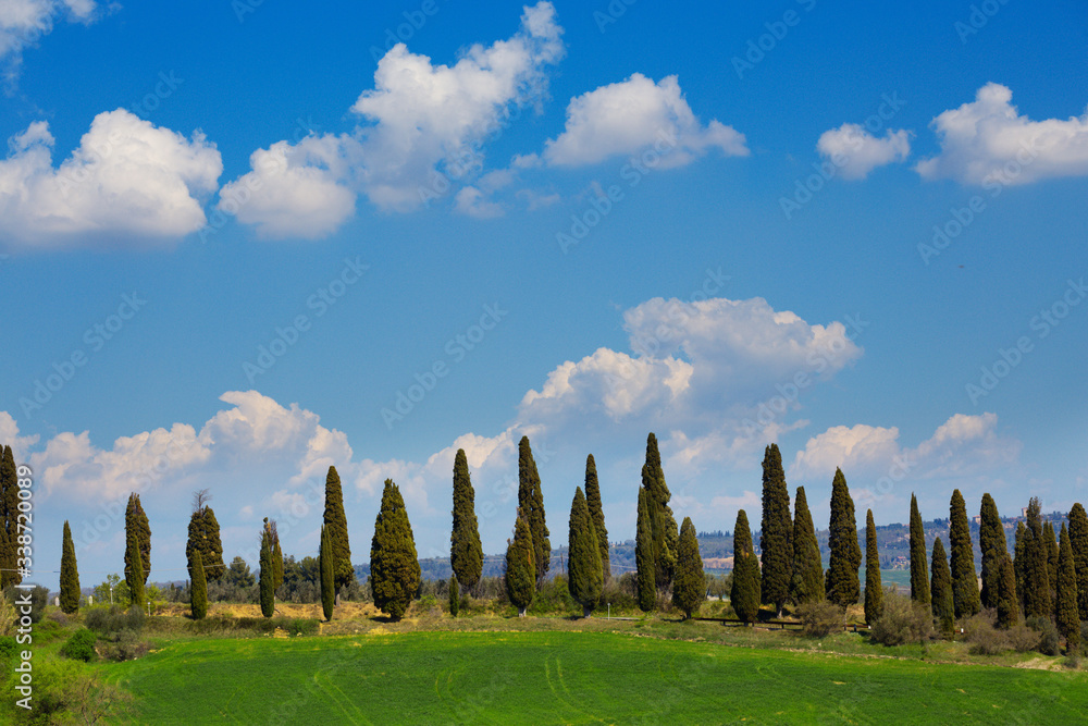 tuscany landscape with cypress alley