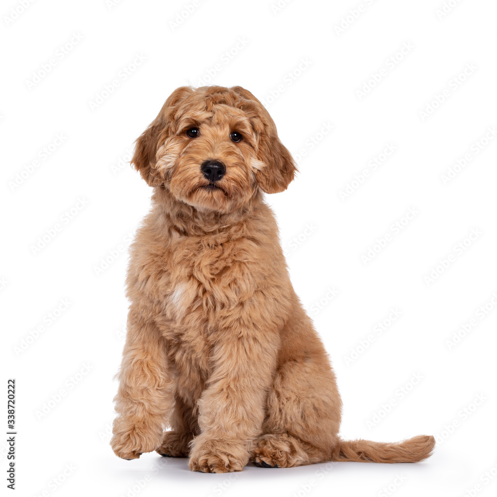 Cute 4 months young Labradoodle dog, sitting side ways with one paw lifted. Looking at camera with shiny eyes. Isolated on white background.