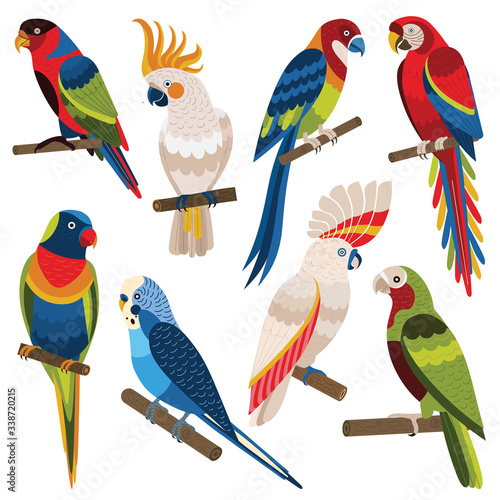 Bilde på lerret Exotic Multicolored Different Parrot Types Cartoon Set