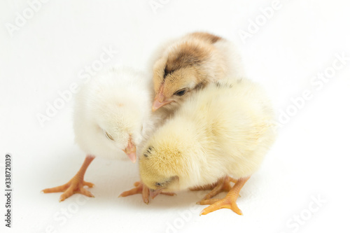 three newborn yellow brown Chick Ayam Kampung is the chicken breed reported from Indonesia. `free-range chicken` or literally `village chicken`Gallus domesticus. isolated on white