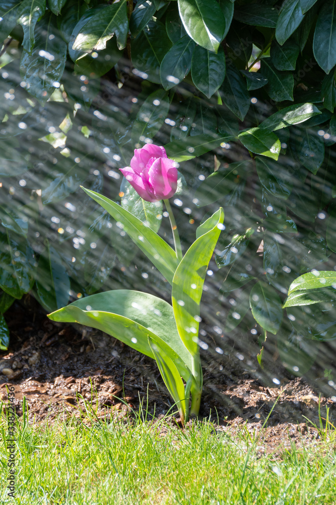 Bewässerung in der Trockenheit im Frühling uns Sommer , Tulpe Wasser geben
