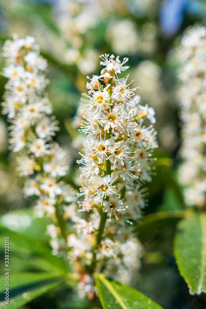 kirschlorbeer mit weissen Blüten - lorbeerkirsche kirschlorbeer mit weissen Blüten - lorbeerkirsche