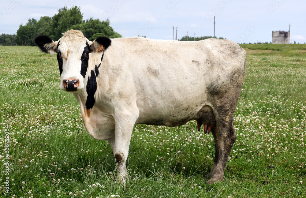 a scruffy cow stands on a green meadow.