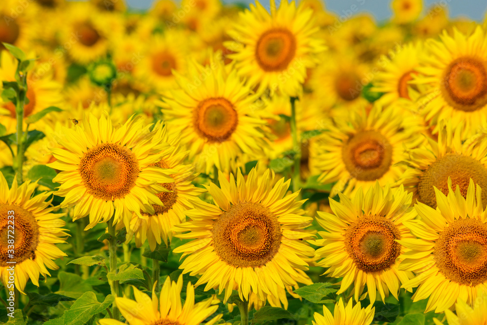 field of blooming sunflowers on a background sunset field of blooming sunflowers on a background sunset
