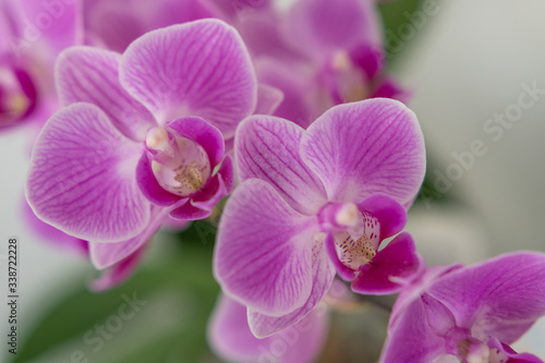 Orchideen Nahaufnahme der Blüten