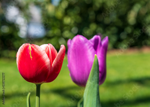 Tulpen