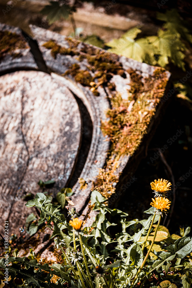 Obraz premium Friedhof in Bonn